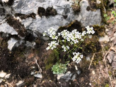 Kernera saxatilis, photographed by Jason Grant