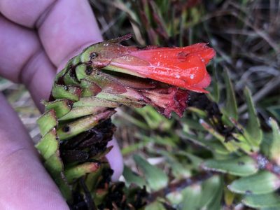 Lobostemon sanguineus, photographed by Dave U