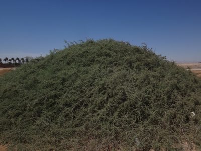 Nitraria retusa, photographed by Christian Berg