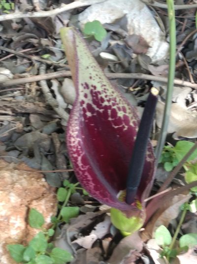 Arum dioscoridis, photographed by Ben Costamagna