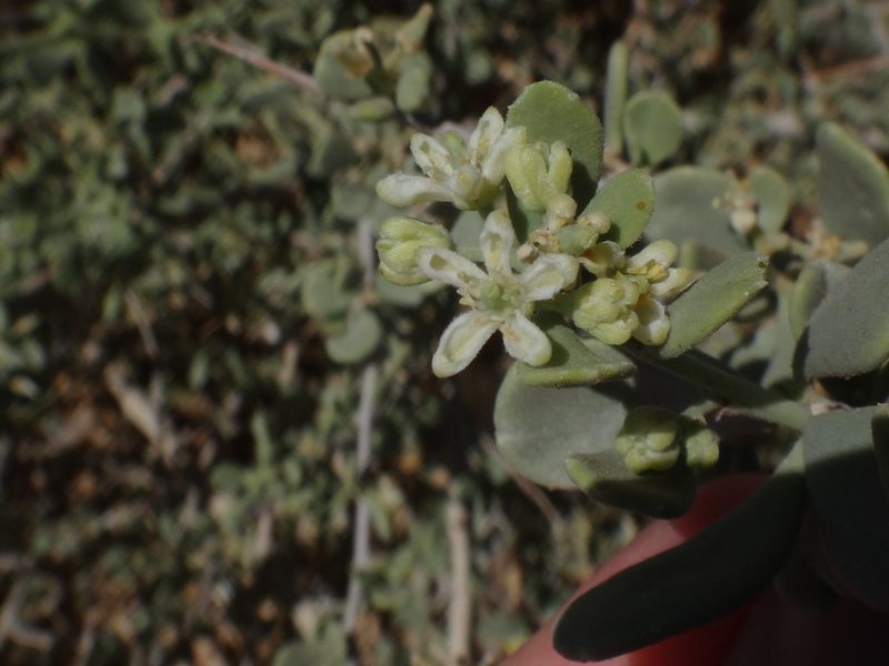 Nitraria retusa, photographed by Christian Berg