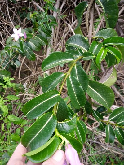Cryptostegia madagascariensis, photographed by Abby Darrah