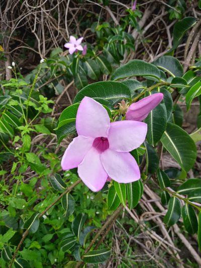 Cryptostegia madagascariensis, photographed by Abby Darrah