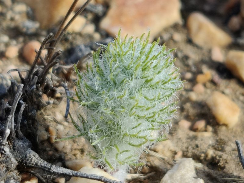 Eriospermum paradoxum, photographed by Andrew Childs