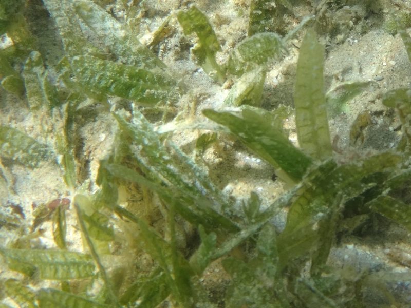 Halophila stipulacea, photographed by Christian Berg