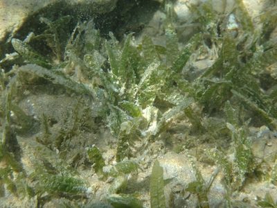 Halophila stipulacea, photographed by Christian Berg