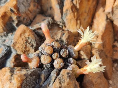 Conophytum truncatum, photographed by Andrew Childs