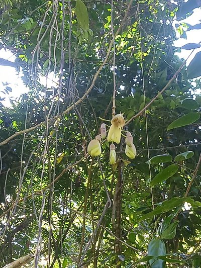 Mucuna urens, photographed by Abby Darrah