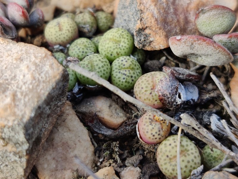 Conophytum truncatum, photographed by Andrew Childs