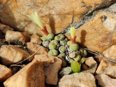 Conophytum truncatum, photographed by Andrew Childs