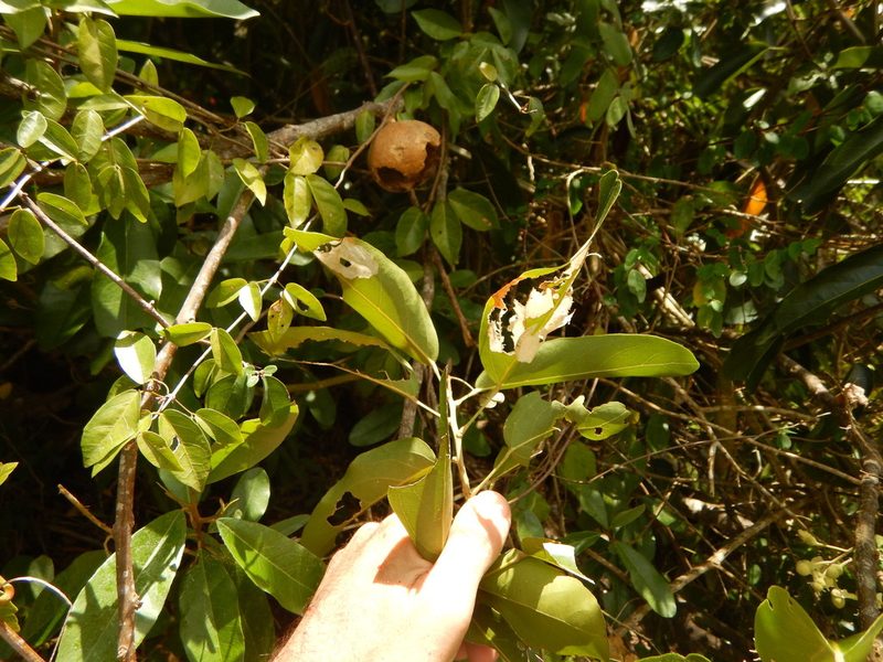 Morisonia americana, photographed by stinger