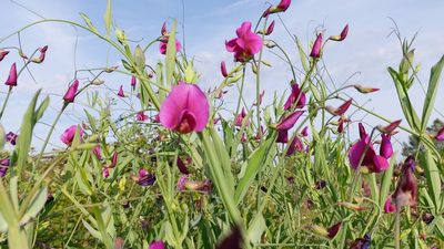 Lathyrus tingitanus, photographed by Elizabete Marchante