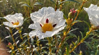 Cistus ladanifer, photographed by Elizabete Marchante