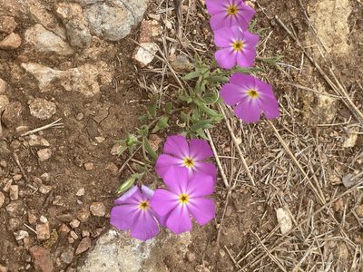 Phlox roemeriana, photographed by Michelle Lay