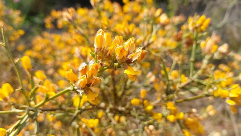 Genista tridentata, photographed by Elizabete Marchante