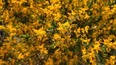 Genista triacanthos, photographed by Elizabete Marchante