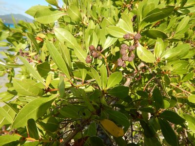Conocarpus erectus, photographed by stinger