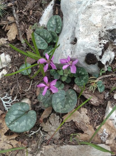 Cyclamen alpinum, photographed by Ben Costamagna