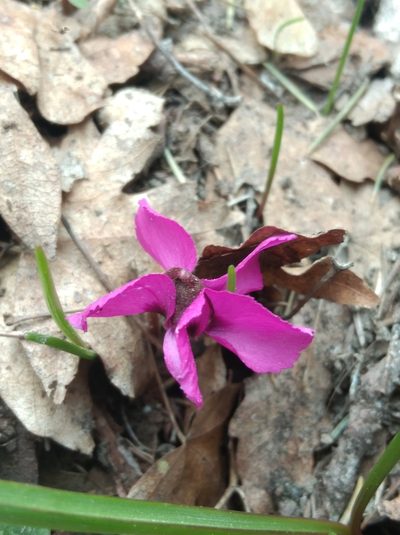 Cyclamen alpinum, photographed by Ben Costamagna