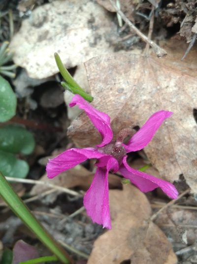 Cyclamen alpinum, photographed by Ben Costamagna