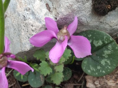 Cyclamen alpinum, photographed by Ben Costamagna