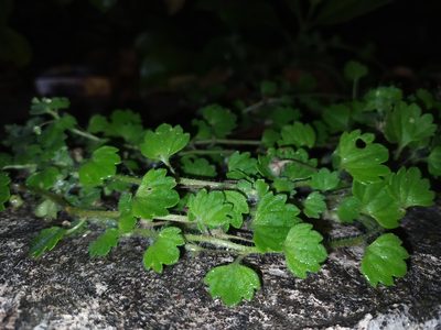 Veronica cymbalaria, photographed by Vasileia Sef
