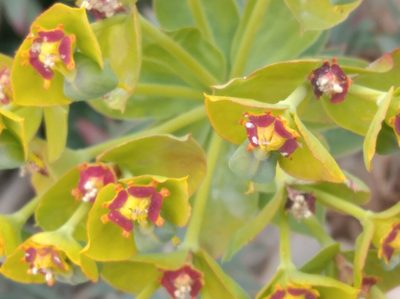 Euphorbia rigida, photographed by Ben Costamagna