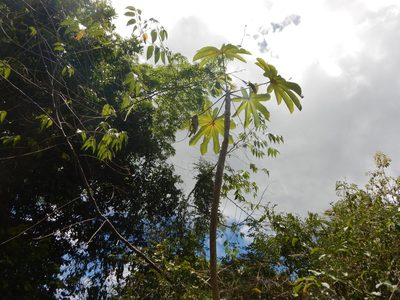 Cecropia schreberiana, photographed by stinger