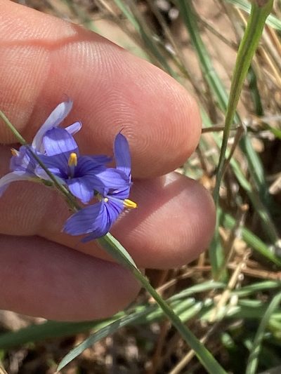 Sisyrinchium mucronatum, photographed by Carol Ann McCormick