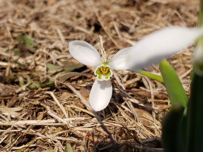 Galanthus elwesii, photographed by Tyler Bishop