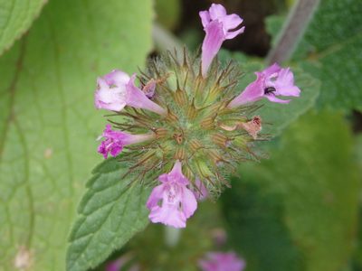 Clinopodium vulgare, photographed by Carminda Santos