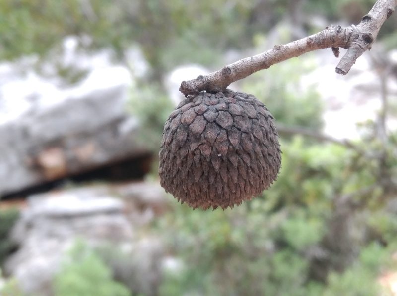 Quercus aucheri, photographed by Ben Costamagna