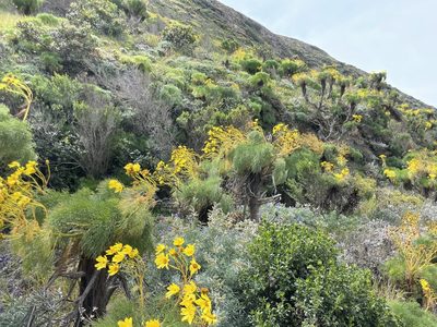 Coreopsis gigantea, photographed by Sula Vanderplank