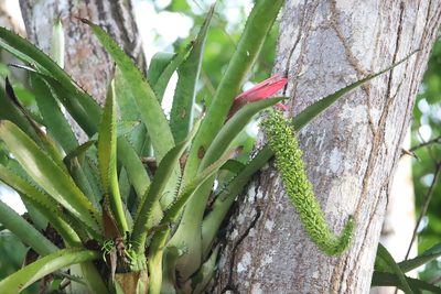 Aechmea setigera, photographed by Aitor