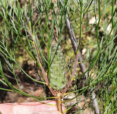 Petrophile pulchella, photographed by ronavery