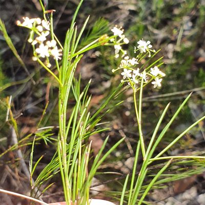 Platysace linearifolia, photographed by ronavery