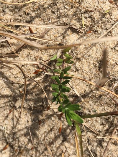 Lechea maritima, photographed by harrier