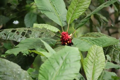 Pentagonia macrophylla, photographed by Aitor