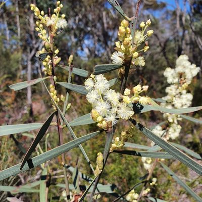 Acacia suaveolens, photographed by ronavery