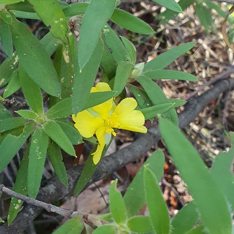 Hibbertia saligna, photographed by ronavery