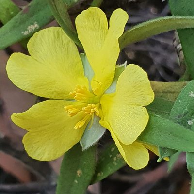Hibbertia saligna, photographed by ronavery
