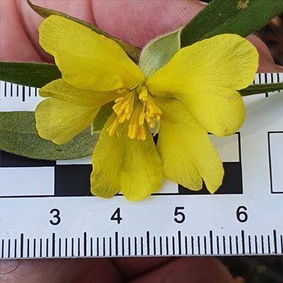 Hibbertia saligna, photographed by ronavery