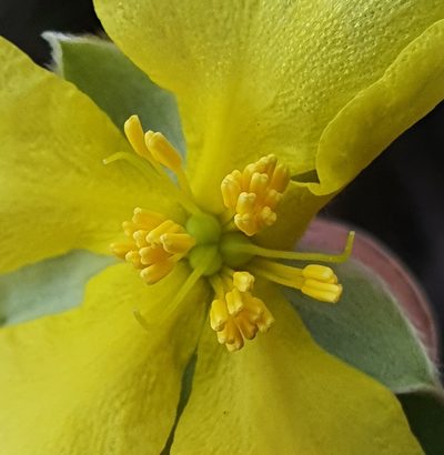 Hibbertia saligna, photographed by ronavery