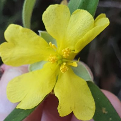Hibbertia saligna, photographed by ronavery
