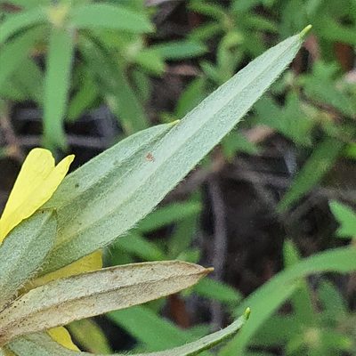 Hibbertia saligna, photographed by ronavery