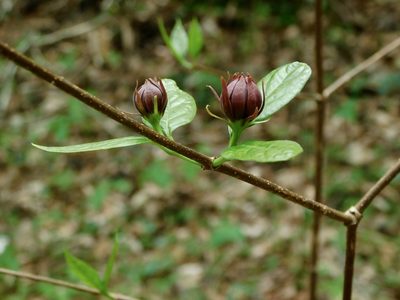 Calycanthus floridus, photographed by Michael J. Papay