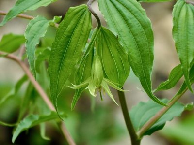 Prosartes lanuginosa, photographed by Michael J. Papay