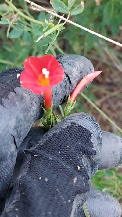 Ipomoea indivisa, photographed by Roderick Cameron