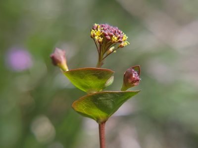 Lepidium perfoliatum, photographed by Daniel S.