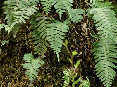 Polypodium virginianum, photographed by Michael J. Papay